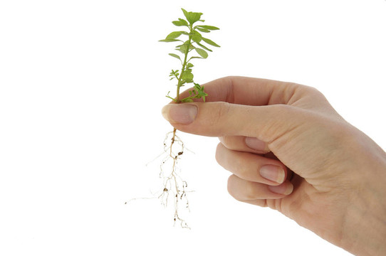 在finertips健康計劃