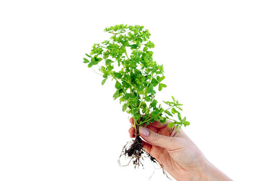 植物在手指