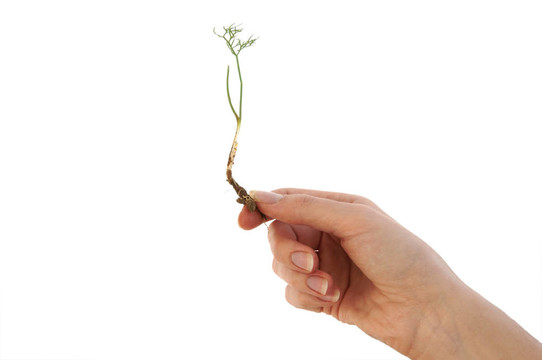 雜草在手