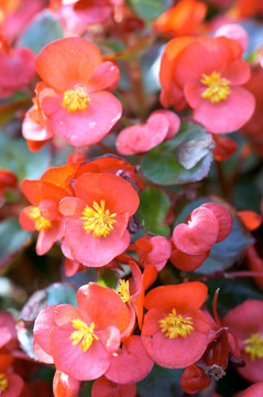 杜鵑花