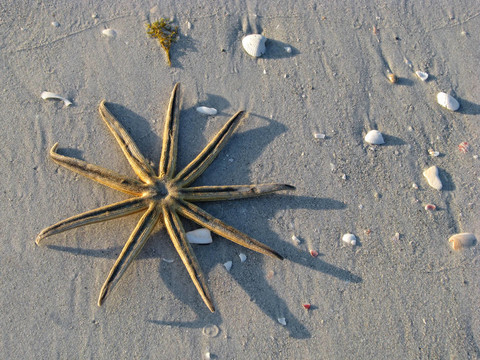 海星