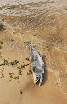 死魚。
