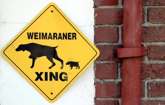 Weimaraner Xing（6647）