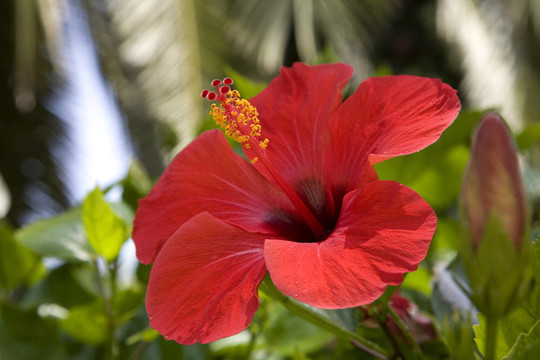 熱帶花卉（芙蓉）
