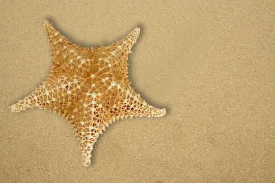 海灘上的星星魚