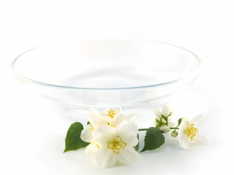 系列花卉：鮮茉莉科