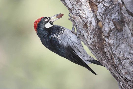 Acorn Woodpecker（Melanerpes formicivorus）