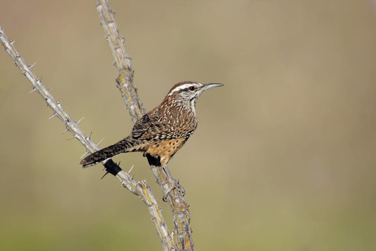 仙人掌鷦鷯（Campylorhynchus brunneicapillus）