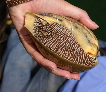 老虎海蝸牛