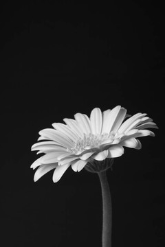 單一的鮮花