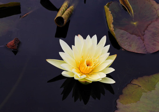 一個(gè)孤獨(dú)的百合花植物園