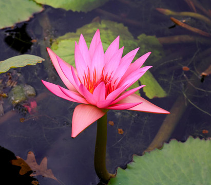 一個(gè)孤獨(dú)的百合花植物園