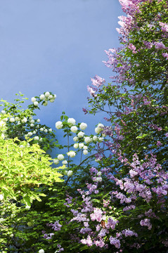 花的背景