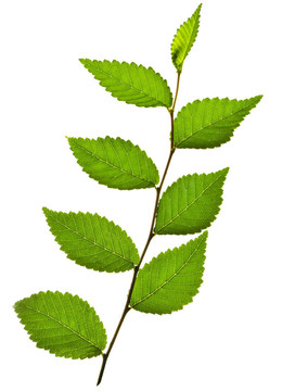 綠葉枝