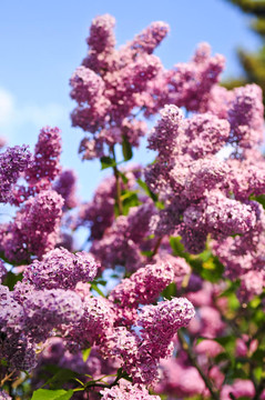 丁香花