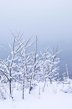 樹上的積雪