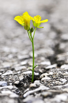 瀝青中生長(zhǎng)的花