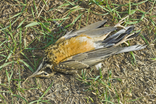 死鳥