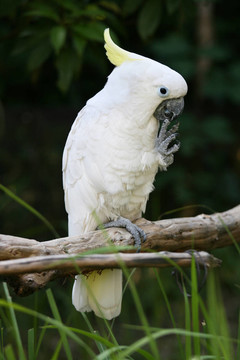 小葵花鳳頭鸚鵡