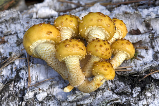 組的蘑菇（Pholiota aurivella）；在樺樹的樹干。