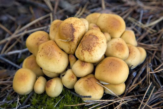 組蘑菇（Hypholoma fasciculare）