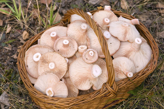 籃子裝滿蘑菇（Lactarius torminosus）；