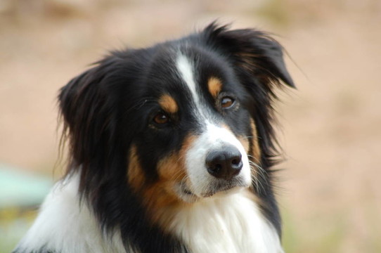 澳大利亞牧羊犬