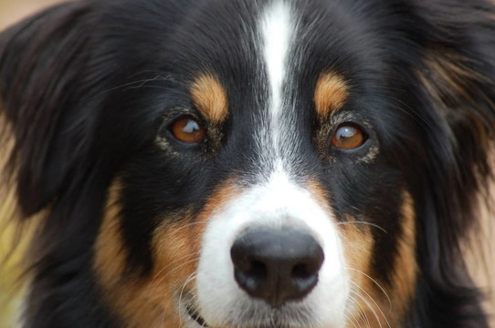 澳大利亞牧羊犬