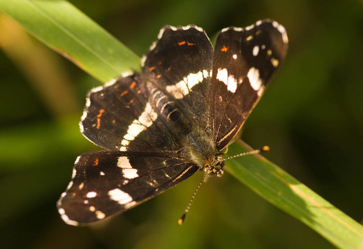 夏季地圖Araschnia levana