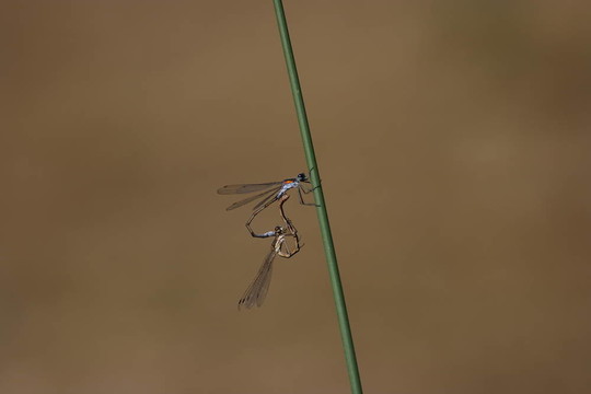 蜻蜓