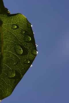 雨滴綠葉