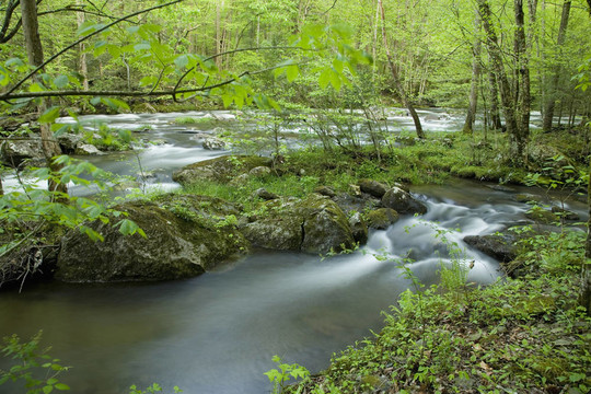 特里蒙特；大煙山脈NP；TN