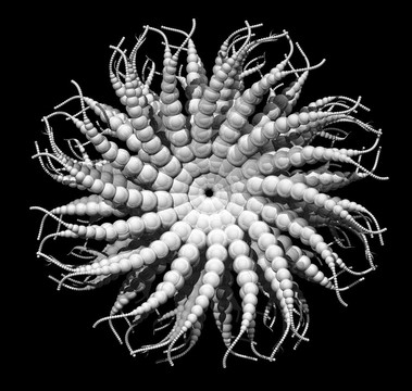 外來生物