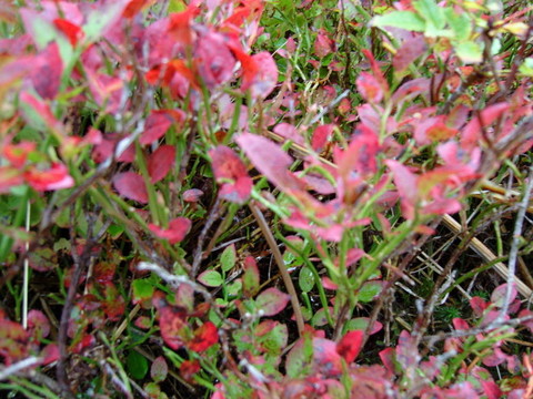藍(lán)莓希瑟