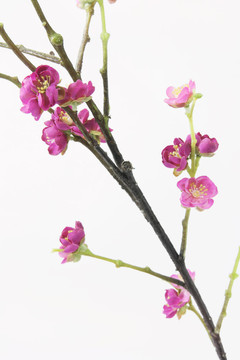 梅花