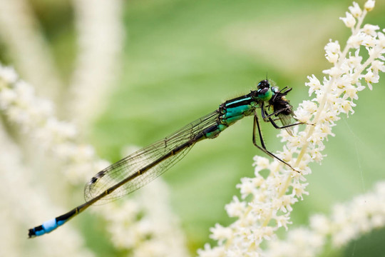 Azure Damselfly的獵物