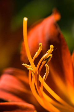 花細(xì)節(jié)