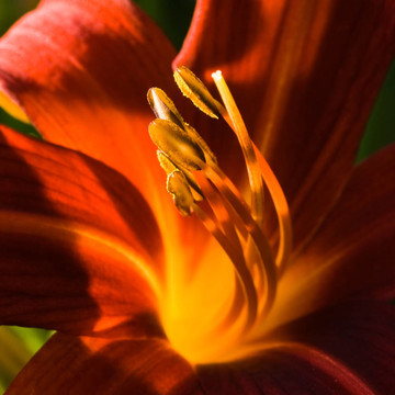 花的光芒