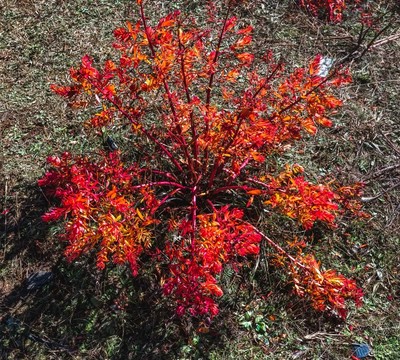 香格里拉草原狼毒花