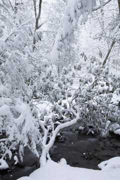 下雪的景觀；加特林堡；田納西