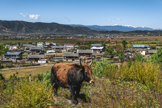香格里拉風(fēng)光