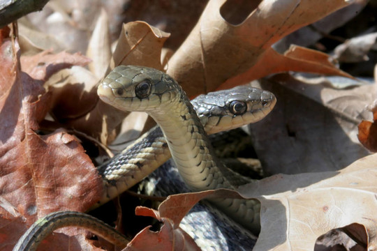 對(duì)Garter Snakes