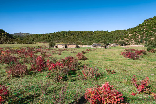 香格里拉草原