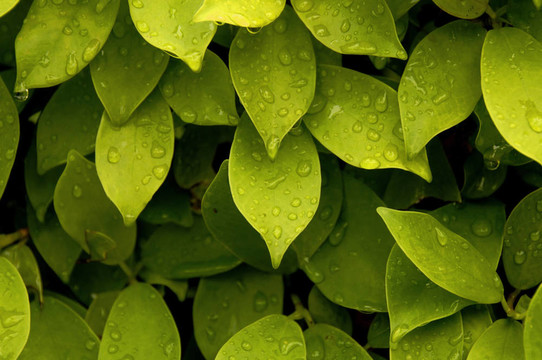 雨中的茶
