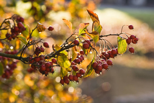 octobercolors