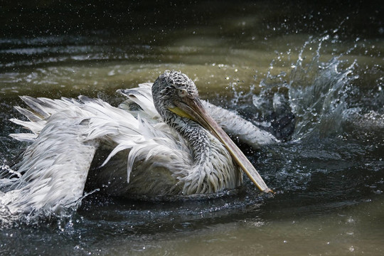 Pelican飛濺