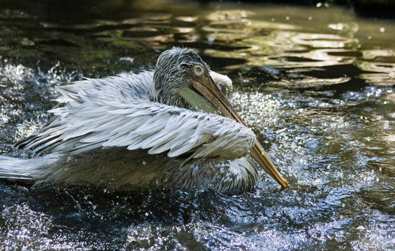 Pelican洗澡