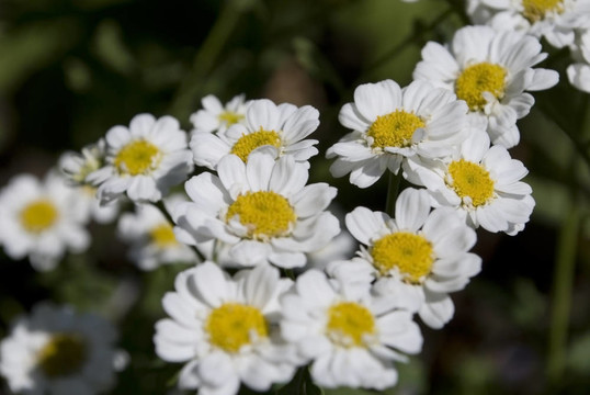 chamomiles