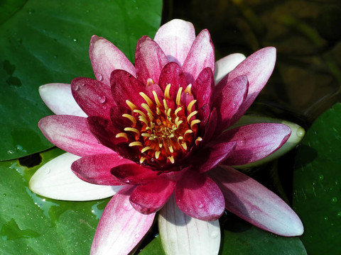 蓮花