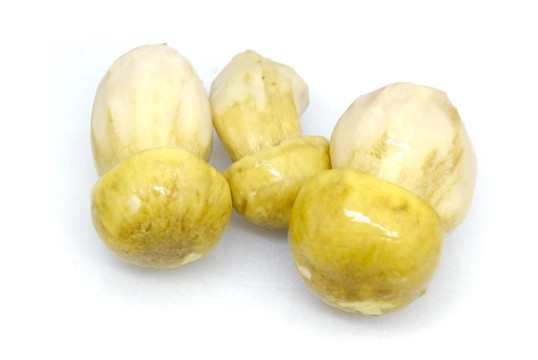 蘑菇